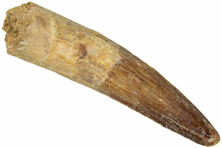 Fossil Spinosaurus Tooth - Real Dinosaur Tooth #311785